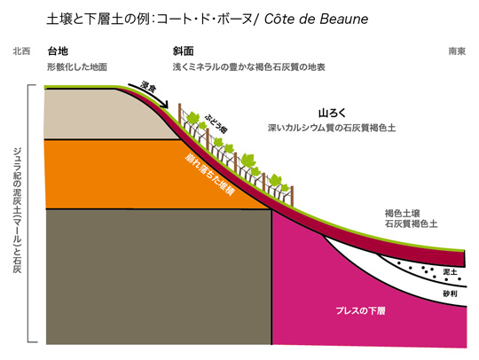 コート･ド･ボーヌ/Côte de Beauneの典型的な下層土の一例を表しています。