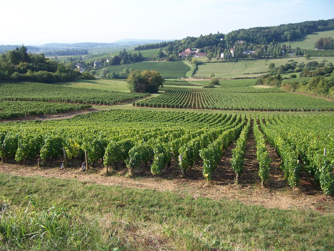 Montagny 1er cru Le Vieux Château