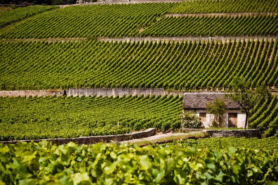 Maison Bouchard Père & Fils Maison Bouchard Père & Fils Maison Bouchard Père & Fils Le site du Château de Beaune Les caves du Château de Beaune