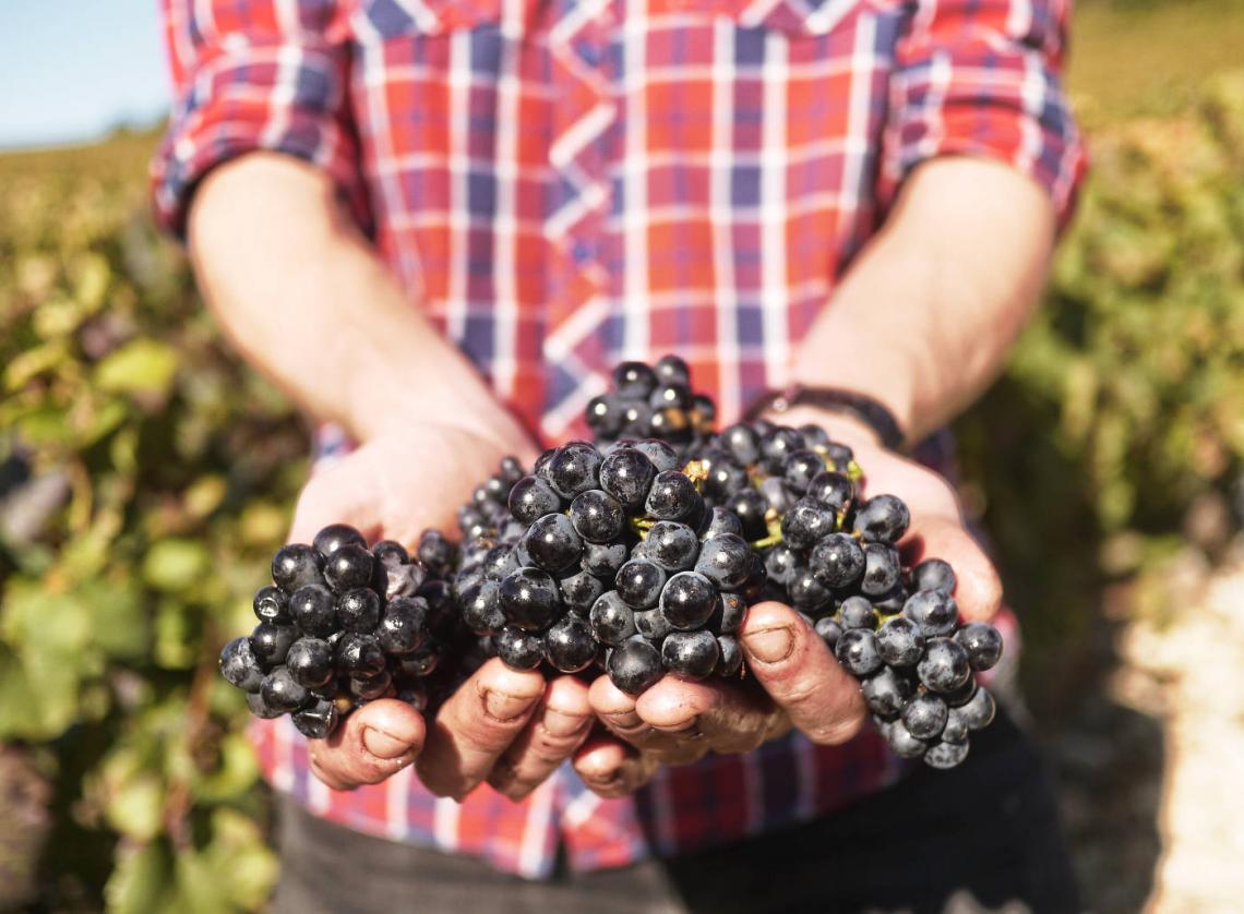 Vendanges domaine Eric Montchovet