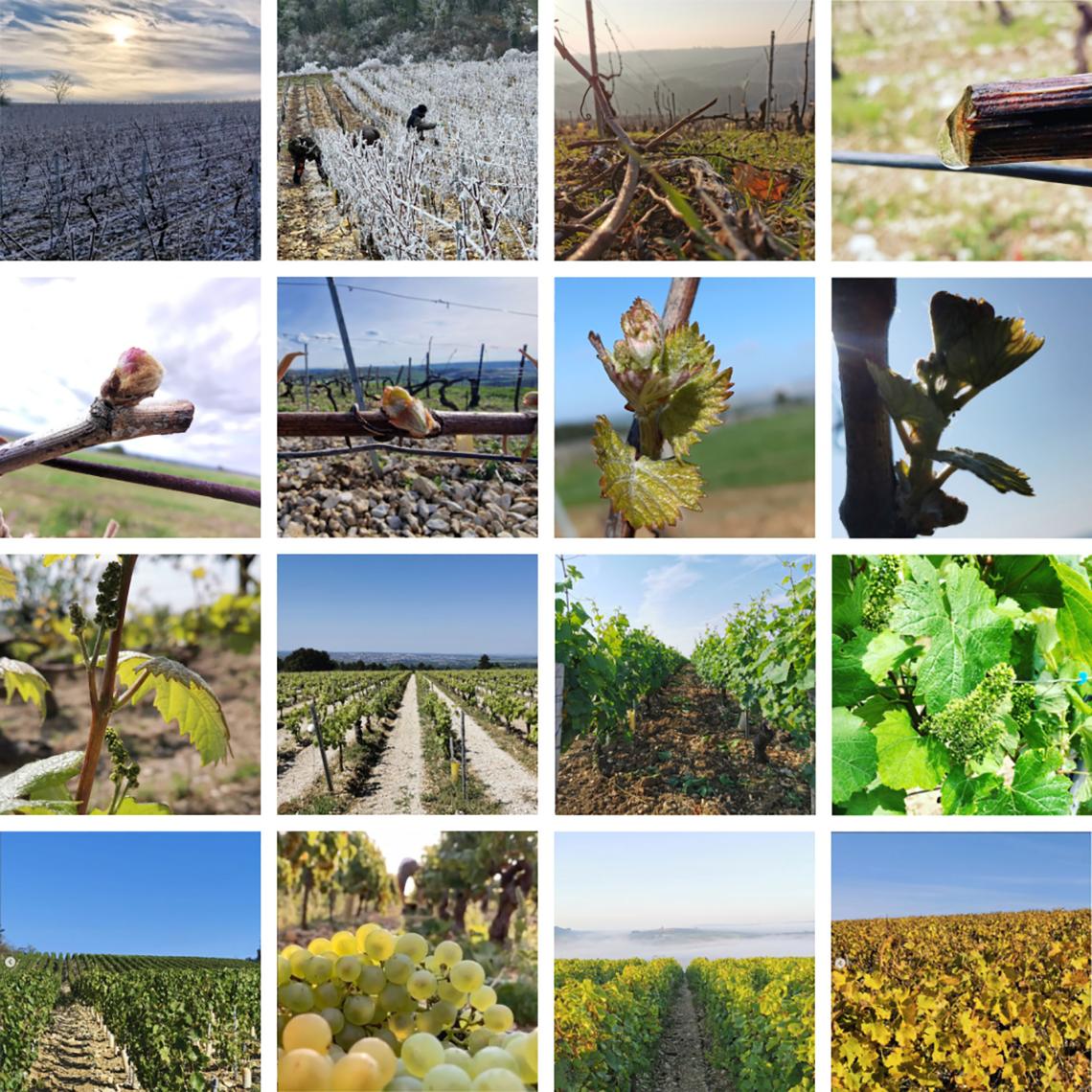 1-annee-dans-les-vignes-20241 facade-caveau-fillon1 Hervé-et-Frédérique1 cavillon