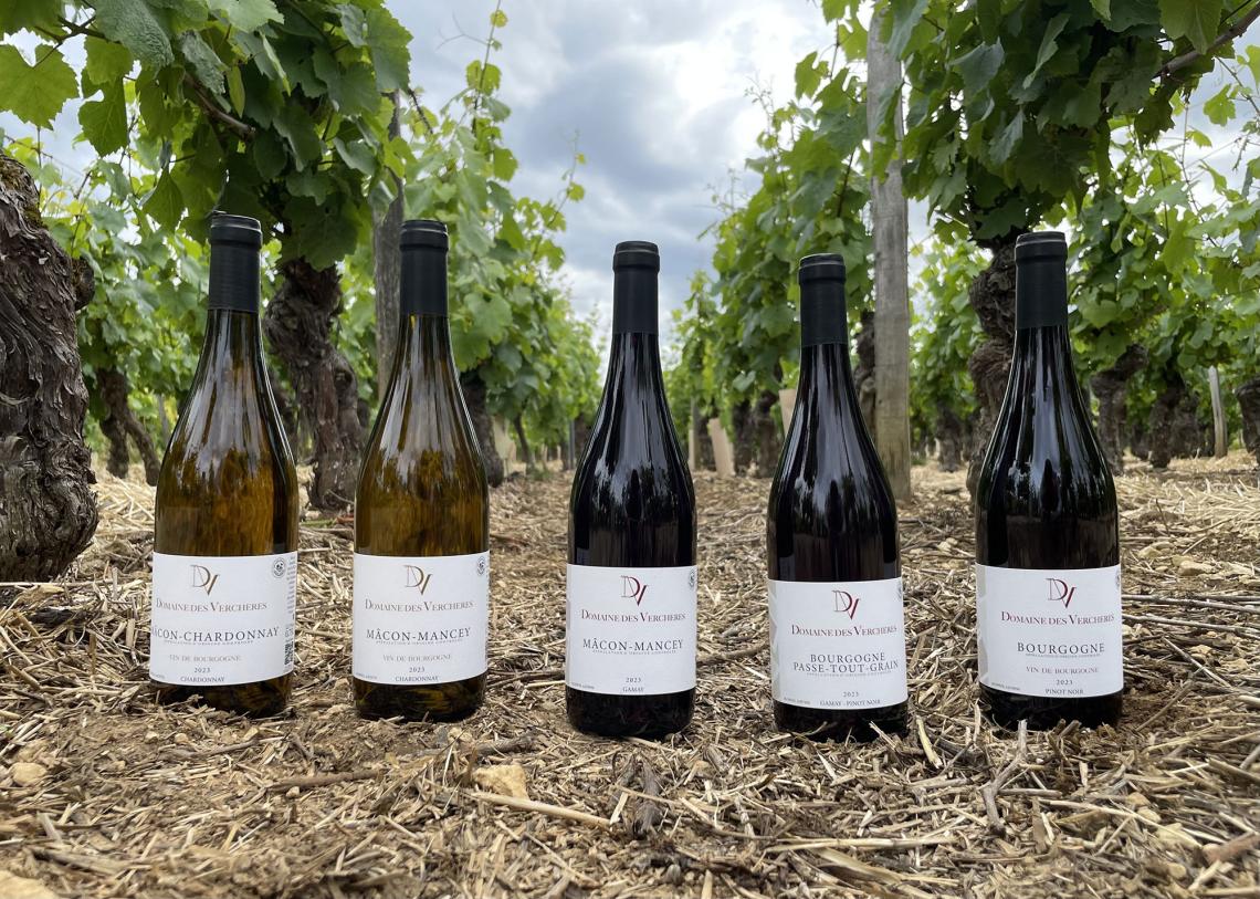 Domaine-des-Verchères1 De-la-vigne-au-verre1 Levé-de-soleil-en-hiver1