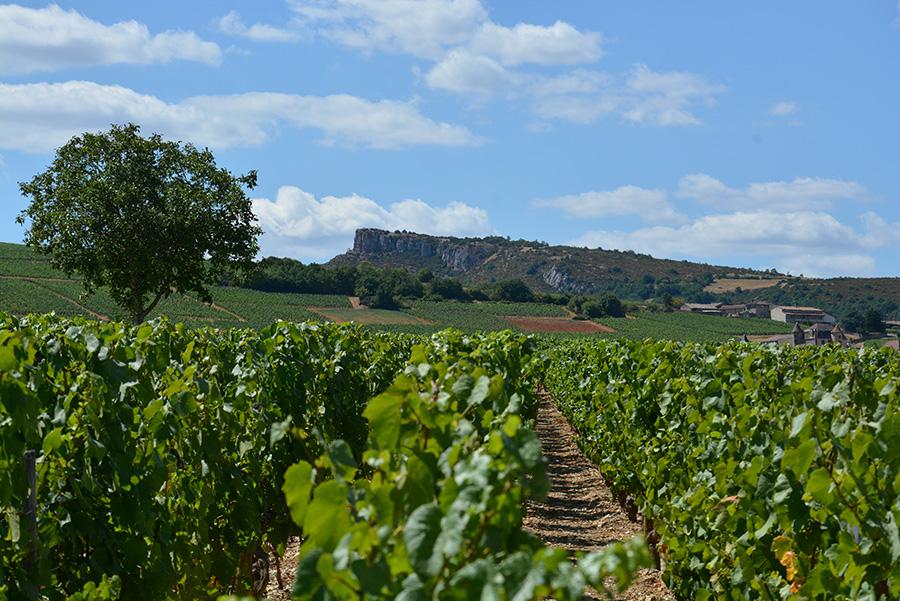 Domaine-Cinier-Sophie