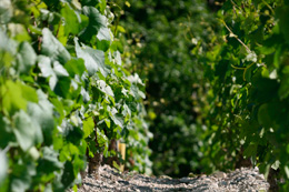 © BIVB / ARMELLEPHOTOGRAPHE.COM Vine row in the wine growing region