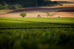 © BIVB / IBANEZ A. Landscape in the wine growing region of Chablis.