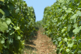 © BIVB / MONNIER H Terroir of the Maconnais: Pouilly-Fuissé