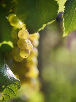 © BIVB / ARMELLEPHOTOGRAPHE.COM Bunch of Chardonnay.