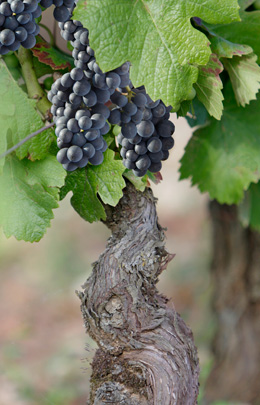 © BIVB / BERNUY J.L. Foot of Pinot Noir.