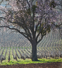 © BIVB / ARMELLEPHOTOGRAPHE Cherry blossoms