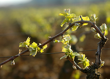 Annual cycle of thje vines in Bourgogne © BIVB / JOLY M.    